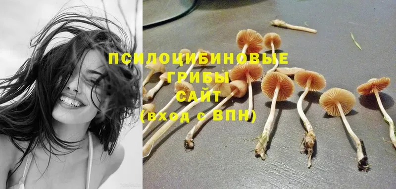 Галлюциногенные грибы Psilocybine cubensis  Баксан 